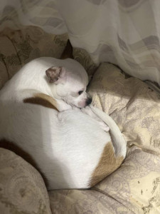 Сбор денег для собаки с Эпилепсией - image.jpg