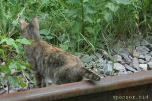 Обманули мошенники - 331_107578046.jpg