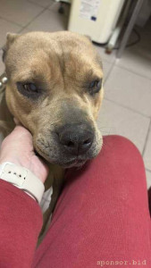 Помощь Мие с Катарактой обоих глаз - IMG_9733.jpeg