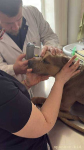 Помощь Мие с Катарактой обоих глаз - IMG_9717.jpeg