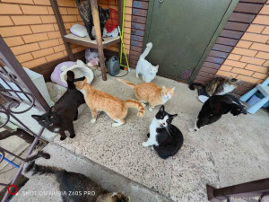 Кошкам почти нечего кушать - IMG_20260521_164120.jpg