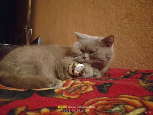 Состояние кота