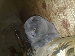 Спасите жизнь моему Коту  - photo_1513705983.jpg