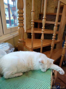 Спасите жизнь моему Коту  - IMG_20220828_184957.jpg