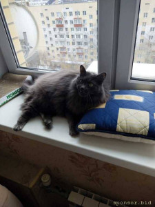 Спасите жизнь моему Коту  - IMG_20260306_132708.jpg