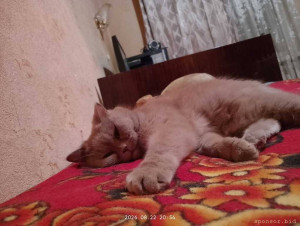 Спасите жизнь моему Коту  - IMG_20260822_205427_HDR.jpg