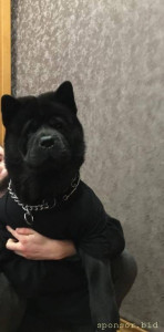 НУЖНА ПОМОЩЬ псу Ричард - WhatsApp Image 2021-08-13 at 09.21.53.jpeg