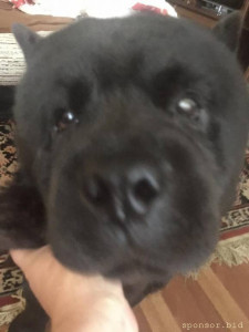 НУЖНА ПОМОЩЬ псу Ричард - WhatsApp Image 2021-08-13 at 09.21.54 (1).jpeg