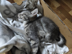 А вот так вот выглядит виновник этого торжества.