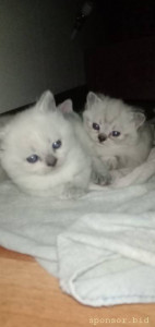 Котёнок плоскогрудие - HYOVCE734q9zFiKwdBvP7DPEPtpTXknhpsjmm74OhW9oWy2TH3UPF6FxNbeidVqExq-CHn1G0HAT825XRZuRPKQJ.jpg