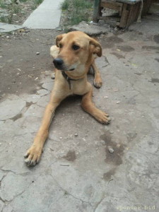 Сбор средств на операцию - image.jpg