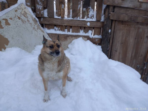 Частному приюту бездомных собак требуется помощь - 20220113_110837.jpg