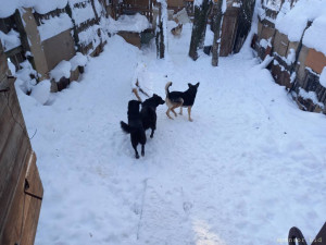 Частному приюту бездомных собак требуется помощь - 20220113_110717.jpg