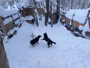 Частному приюту бездомных собак требуется помощь - 20220113_110657.jpg