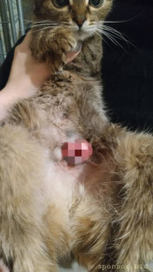 Прошу помогите собрать на лечение кошки 128591; 127995; - IMG_20220630_001340.jpg