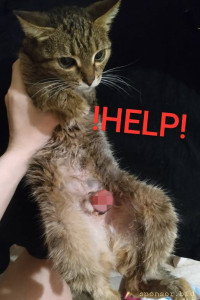 Прошу помогите собрать на лечение кошки 128591; 127995; - IMG_20220630_001849.jpg