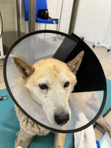 Помощь сбитой собачке - photo_2022-07-10_17-51-37.jpg