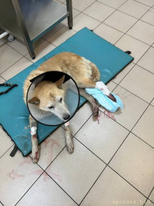 Помощь сбитой собачке - photo_2022-07-10_17-51-46.jpg