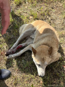 Помощь сбитой собачке - photo_2022-07-10_17-52-08 (2).jpg