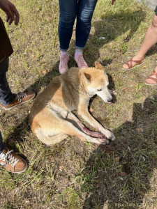 Помощь сбитой собачке - photo_2022-07-10_17-52-08.jpg
