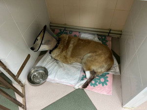 Помощь сбитой собачке - WhatsApp Image 2022-07-08 at 22.00.05.jpeg