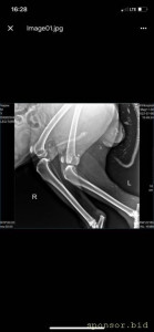 Помощь сбитой собачке - рентген 1.jpeg