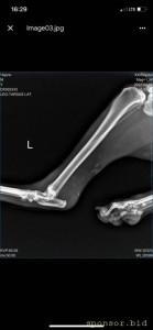 Помощь сбитой собачке - рентген 2.jpeg