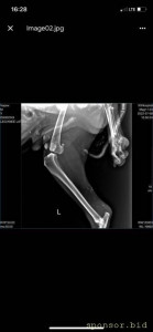 Помощь сбитой собачке - рентген 3.jpeg