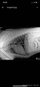 Помощь сбитой собачке - рентген 4.jpeg