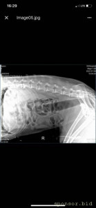 Помощь сбитой собачке - рентген 5.jpeg