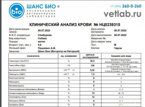 Помощь сбитой собачке - анализы 2.jpg